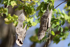 Bauhinia hookeri